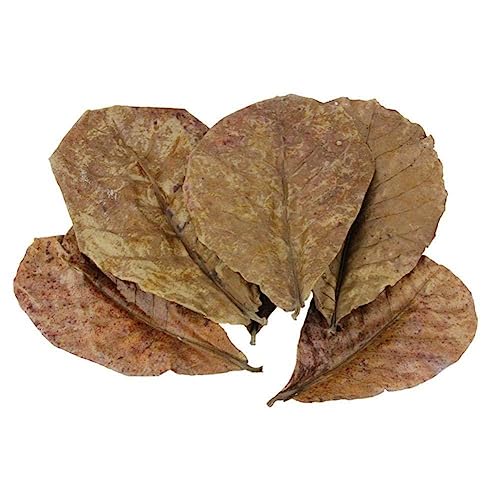 Grade A Natural Terminalia Catappa Foetida Leaves Island Leaf Mandel E8S6 Shrimp Crystal Improve Water Quality von DHliIQQ