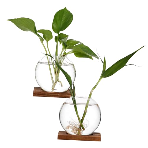 DIKACA 2er-Pack Kreative Blumenvase aus Glas Pflanzen-Terrarium zur Dekoration Hydrokultur-Anlagenanzeige von DIKACA