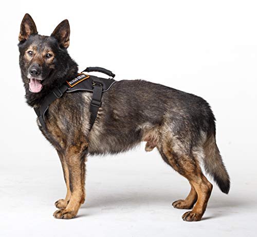 Dingo Gear Cobra Extreme Hundegeschirr mit starkem Griff, zuverlässiges Sicherheitssystem, handgefertigt, Schwarz, Größe M S03202 von DINGO GEAR WWW.DINGOGEAR.COM 1977