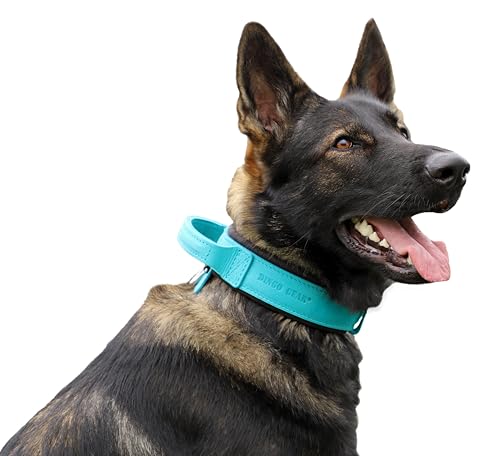 Dingo Gear Drago Lederhundehalsband, amortisiert mit starkem breiten Griff, handgefertigt, Halsumfang 40-48 cm, für Training und Spaziergänge, Zugschutz, weiche Polsterung, Blau (S03913) von DINGO GEAR WWW.DINGOGEAR.COM 1977