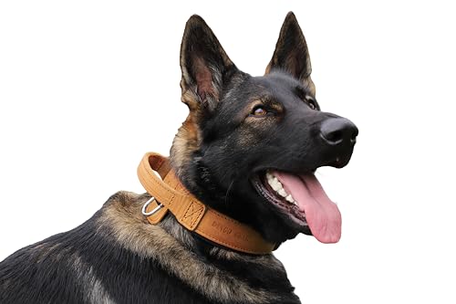 Dingo Gear Drago Lederhundehalsband, amortisiert mit starkem breiten Griff, handgefertigt, Halsumfang 40-48 cm, für Training und Spaziergänge, Zugschutz, weiche Polsterung, Braun (S03910) von DINGO GEAR WWW.DINGOGEAR.COM 1977