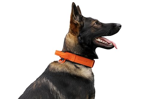 Dingo Gear Drago Lederhundehalsband, amortisiert mit starkem Breiten Griff, handgefertigt, Halsumfang 40-48 cm, für Training und Spaziergänge, Zugschutz, weiche Polsterung, Orange (S03912) von DINGO GEAR WWW.DINGOGEAR.COM 1977