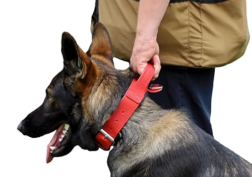 Dingo Gear Drago Lederhundehalsband, amortisiert mit starkem breiten Griff, handgefertigt, Halsumfang 40-48 cm, für Training und Spaziergänge, Zugschutz, weiche Polsterung, Rot (S03911) von DINGO GEAR WWW.DINGOGEAR.COM 1977