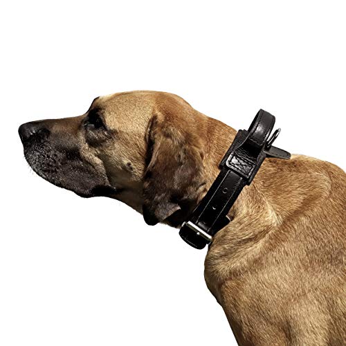 Dingo Gear Halsband für Hund ''Drago'' aus Band Amortisiert Schwarz mit Griff Handgefertigt S04023 40-48 cm von DINGO GEAR WWW.DINGOGEAR.COM 1977