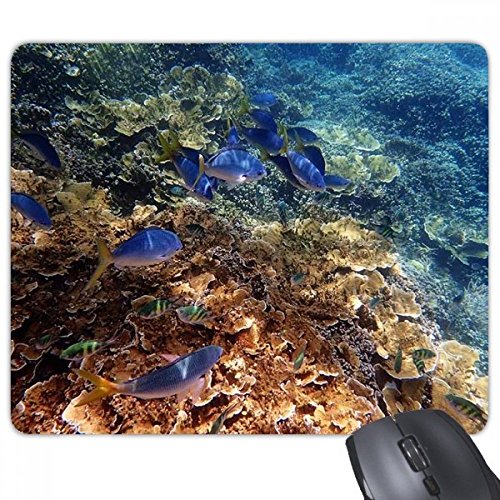 beatChong Bunte Seefisch Wissenschaft Natur Bild Rechteck Griffige Gummi Mousepad Spiel Mauspad Geschenk von DIYthinker