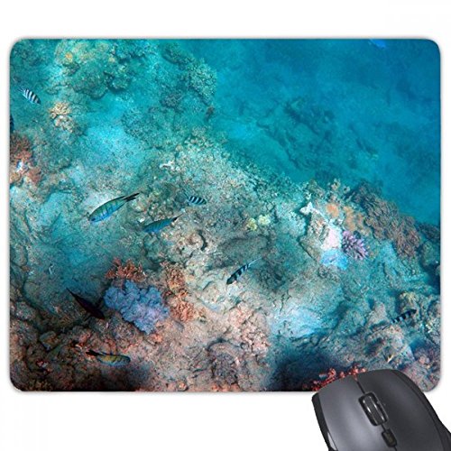 beatChong Bunte Seefisch Wissenschaft Natur Bild Rechteck Griffige Gummi Mousepad Spiel Mauspad Geschenk von DIYthinker