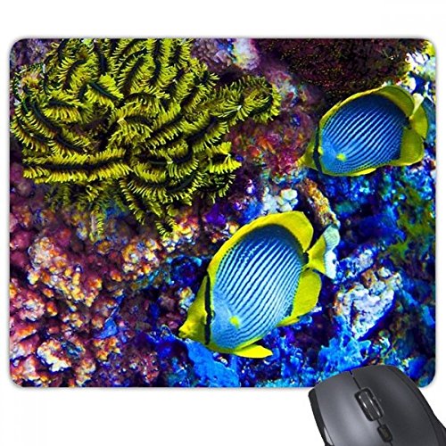 beatChong Bunte Seefisch Wissenschaft Natur Bild Rechteck Griffige Gummi Mousepad Spiel Mauspad Geschenk von DIYthinker