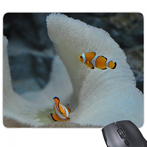 beatChong Ozean Anemonenfisch Fisch Wissenschaft Natur Bild Rechteck Griffige Gummi Mousepad Spiel Mauspad Geschenk von DIYthinker