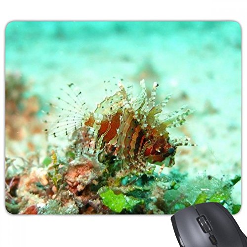 beatChong Rotfeuerfisch Ozean Sea Marine Organismus Rectangle Griffige Gummi Mousepad Spiel Mauspad Geschenk von DIYthinker