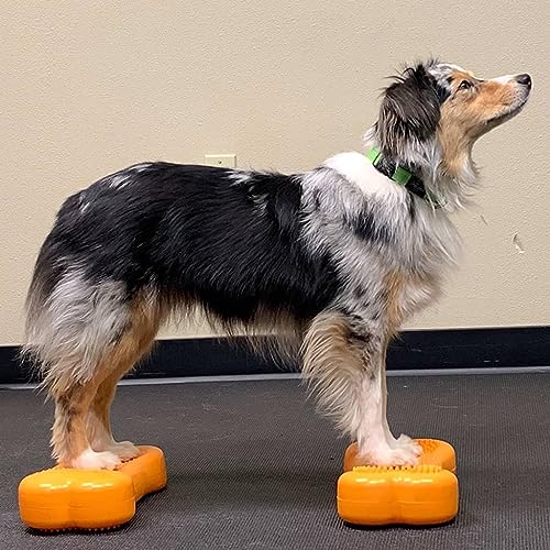 DOG Copenhagen Fitpaws Mini K9 Bone Instabilitätsscheibe Knochen für Propriozeption von DOG Copenhagen