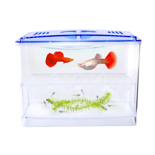 DOITOOL Kasten Aquarienzuchtbox Fischzucht Triops Züchten Sepiaschalen Für Schildkröten Brüterei Für Aquarien Artemia Aquarium von DOITOOL