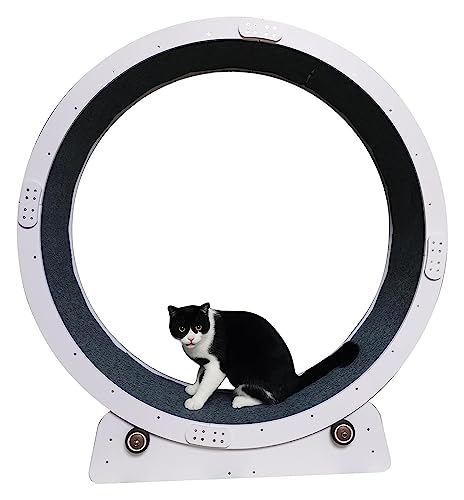 Laufrad Für Katzen, Katzenlaufrad, Laufrad for Katzen im Innenbereich, Katzenspielzeug for kleine/mittlere/große Katzen, sicheres Katzenriesenrad for Abnehmen(80cm/31.5") von DOKERS