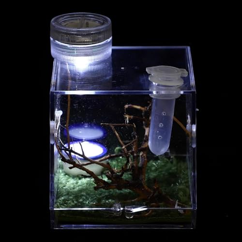 Springspinne-Gehege – Vogelspinnen-Gehege Mit Lampe, Acryl-Reptilien-Terrarien, Spinnen-Terrarien-Zuchtbox,M von DOPORA