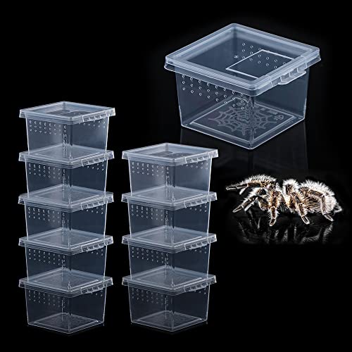 10 Stück Insektenspinnen-Terrarien Brutkasten Brutkasten kleine Reptilien Skorpion Tausendfüßler Acryl Zuchtbox (kleine Größe) von DQITJ