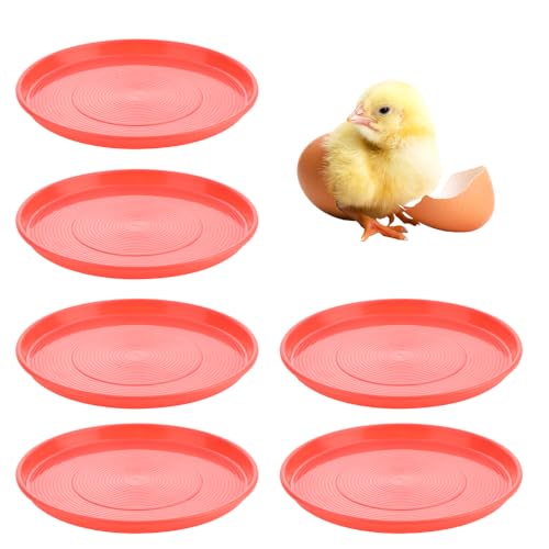 6 Pack Huhn Starterplatte Geflügel Futterspender Huhn Kunststoff Brut-Futterschale für kleines Geflügel Huhn Ente Taube Wachtelvogel (Durchmesser: 31 cm) von DQITJ