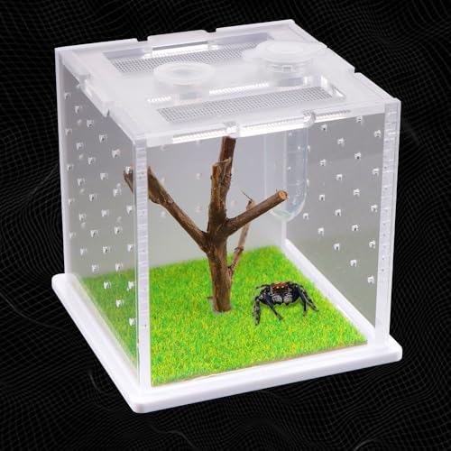 Spinne Acryl Aufzuchtbox Tarantula Transparent Terrarium Jumping Spider Futterbox Insect Habitat Hatching Container Cage von DQITJ