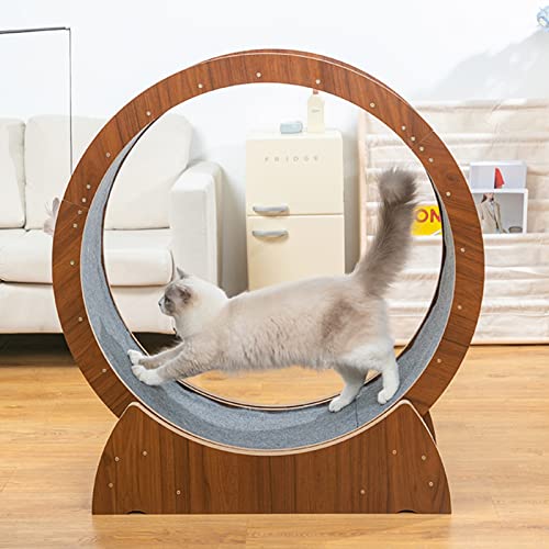 Laufband für Katzen, haustierfreundliches Laufband für Katzen mit Bremse, Anti-Quetsch-Design, Katzenkratzbrett (Onecolor M) von DRYIC