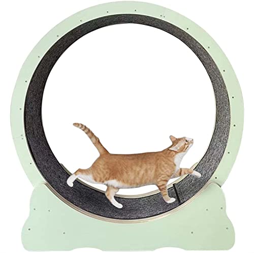 Leises, geräuschloses Trainingsgerät für Katzen im Innenbereich, Katzenlaufband, Riesenrad, Spielzeug zum Abnehmen, Übungsspielzeug (Green L) von DRYIC