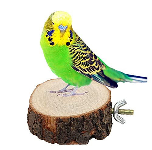 Vogelspielzeug 2 stücke Runde Holz Eichhörnchen Papagei Vogel Perch Stand Platform Haustier Vogel Hängendes Spielzeug Papageienspielzeug von DUNSBY