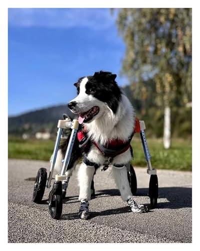 DXYOYONGOZ Rollstuhl für Hunde, Hunderollstuhl, Dackel-Hundemobilitätswagen mit Vier Rädern, komfortable Hunderehabilitationsausrüstung for alte/verletzte Hunde(Large) von DXYOYONGOZ