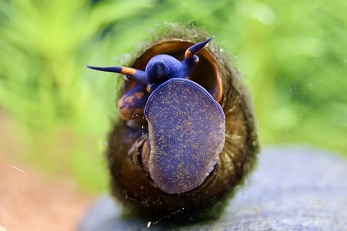 2 Stück - Blue Berry Snail - Notopala sp. - Rarität, Blue Berry Schnecke - Aquarium Schnecke von Daxton-Plant