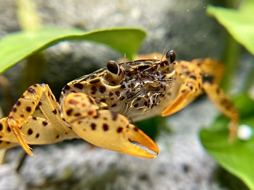 2 Stück Pantherkrabbe - Parathelphusa pantherina, Aquarium Unterwasser Krabbe von Daxton-Plant