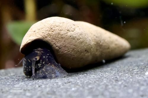 3 Stück Donnerkeil Schnecke - Tylomelania Perfecta/Aquarium Schnecke von Daxton-Plant