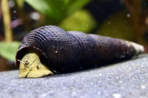 3 Stück Gelbe Felsenschnecke -Tylomelania sp. Yellow/Aquarium Schnecke von Daxton-Plant