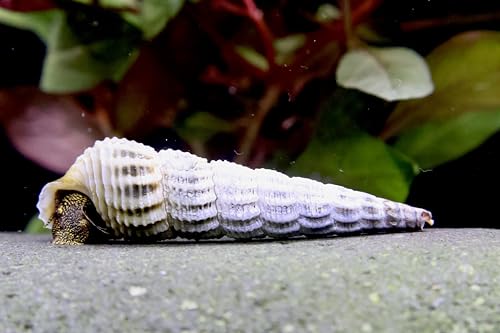 3 Stück Himalayan Turmdeckelschnecke - Tylomelania/Aquarium Schnecke von Daxton-Plant