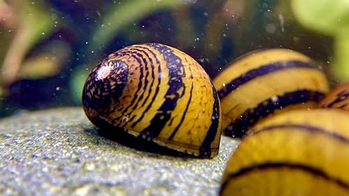 5 Ring Rennschnecken, Algen Schnecke, Geringelte Aquarium Schnecke von Daxton-Plant