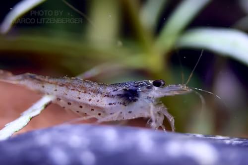 5X Amano Garnele - Caridina Japonica - Aquarium Garnelen gegen Algen von Daxton-Plant