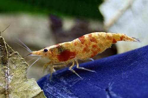 Koi Sunburst - Neocaridina davidi Zwerggarnele, 3er Gruppe - Rarität, Aquarium Garnelen von Daxton-Plant