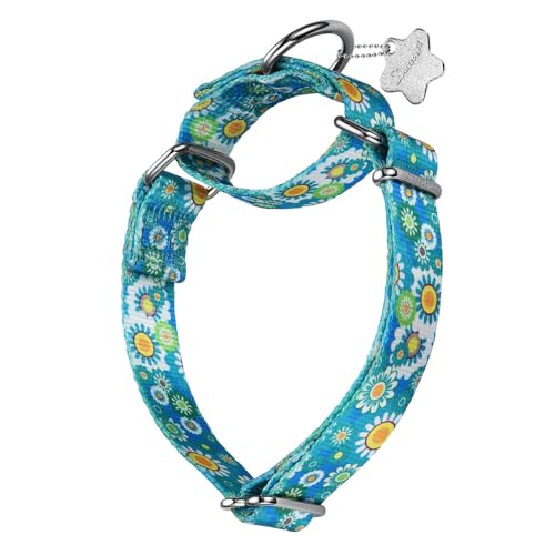 Dazzber Martingale-Halsband – Hundehalsband – neues und lustiges Muster, strapazierfähiges Trainingshalsband (ohne Schnalle) für kleine, mittelgroße und große Hunde (Gänseblümchen, Größe M, 2,5 cm von Dazzber