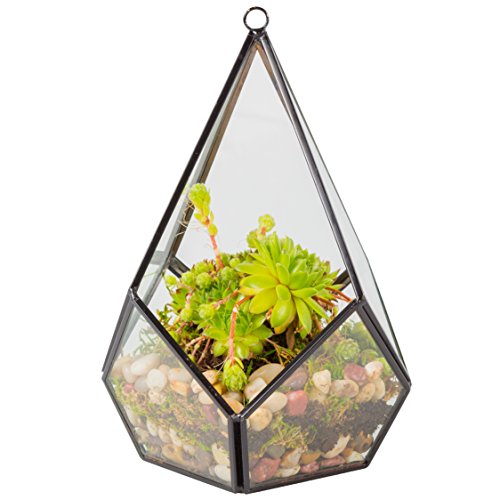 Deco Terrarium Glas, sukkulente (Riss) von Deco