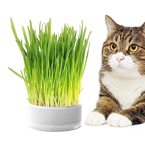 Decorhome Katzengras-Pflanzkasten | Hydrokultur-Sprossentablett - Abnehmbare, bodenfreie Keimschale, Grasbox für Katzen, Hunde und andere Haustiere, Heimdekoration von Decorhome