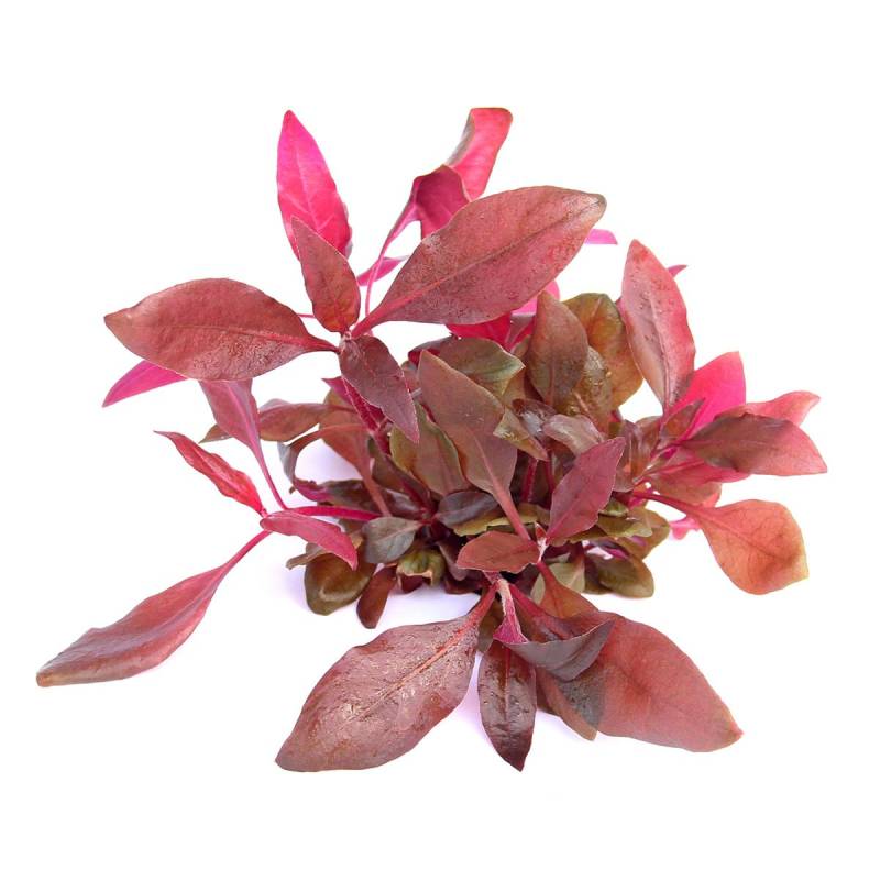 Dennerle Plants Alternanthera reineckii ´Lila´ In-Vitro von Dennerle Plants