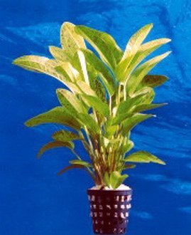 Dennerle-Plants Echinodorus Tornado - Dschungelstar Nr. 14 von Dennerle