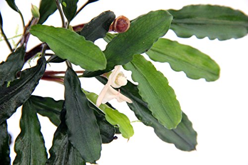 Dennerle-Plants Bucephalandra spec. - Wavy Leaf von Dennerle