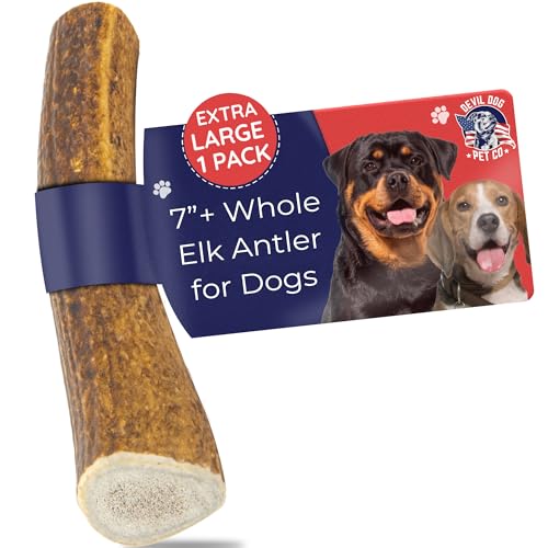 Premium Elk Antlers for Dogs | Antler Dog Chew Elk Bone For XL Dogs | Gesunde und lange haltende Behandlung für agressive Leckereien | Wild Sourced in den USA - Veteran Owned (hole, extra groß 8"-11") von Devil Dog Pet Co