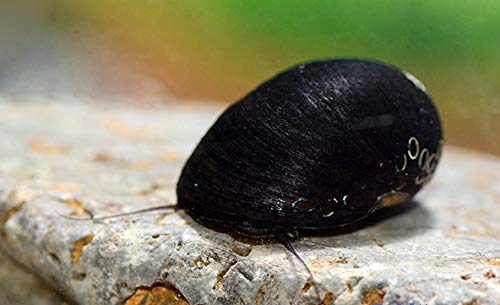 Napfschnecke - Neritina pulligera (10 + 1 Gratis !) Algenkiller Nr. 1 ! Schnecke von Diskuskeller