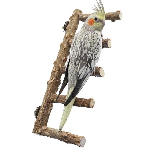 40 cm großer Vogelsitzständer, Naturholz, für Papageien, Kletterleiter, Spielzeug, Vogelkäfig-Zubehör, geeignet für kleine bis mittelgroße Vögel, Sittiche, Nymphensittiche, Wellensittiche, von Dnoifne