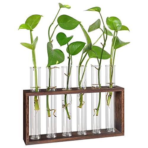 Doengdfo Pflanzen Terrarium mit StäNder, Tisch-/Wandbehang, Vermehrung Station für Lebende Pflanzen, GefäßE, Glas RöHrchen, Hydroponisch von Doengdfo