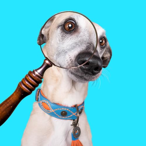 DWAM Dog with a Mission - Hundehalsband - Verstellbar - Weichem Leder – Blau – XL – Leder – Halsumfang zwischen 47–57 x 4 cm – Jones von Dog with a Mission