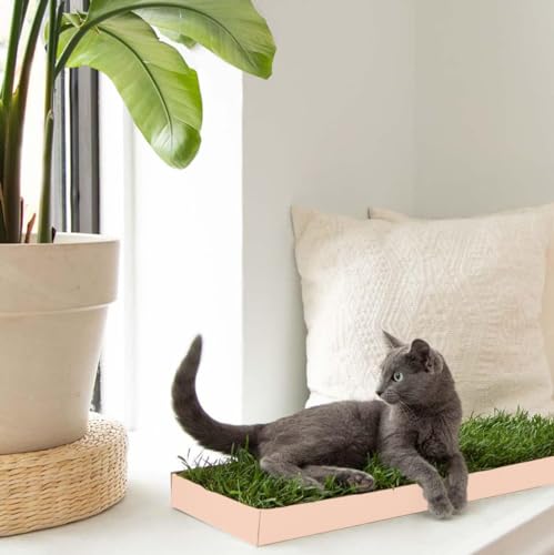 KittyLawn Sitzstange für Katzen, echtes Gras, Premium-Katzen-Fenstersitz, Katzen-Fenstersitz, Bett von DoggieLawn