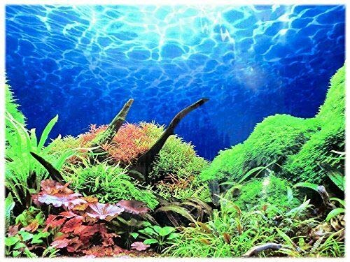 Rückwandfolie 100 cm x 40 cm Aquarien Rückwand Hintergrund Dekoration Poster von Dohse Aquaristik