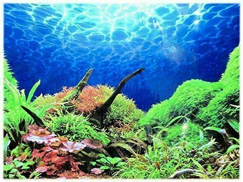 Rückwandfolie 170 cm x 50 cm Aquarien Rückwand Hintergrund Dekoration Poster von Dohse Aquaristik