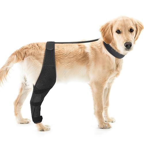 Dolitego Dog ACL Kniebandage für die Genesung von Haustieren, verstellbare Gurte, universelle Passform, stützend und bequem, für kleine, mittelgroße und große Hunde (Medium, Schwarz rechts) von Dolitego