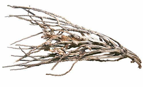 Dragon - Desert Branch, Wüstenzweig Ø ca. 50-70cm von Dragon