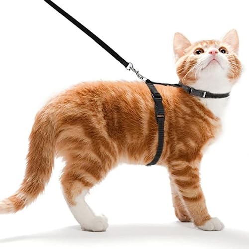 Ducomi Meow Katzen-Anti-Ausbruchsgeschirr mit Leine – Kragen für kleine Katzen und Kätzchen, verstellbares Geschirr und 105 cm Leine für sicheres Gassigehen mit Katzen (Black) von Ducomi