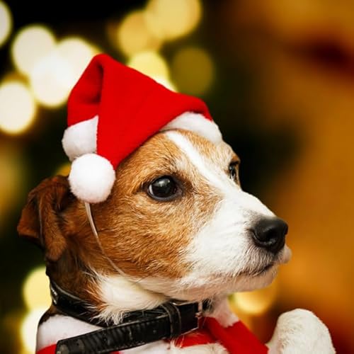 Dusenly Weihnachtsmütze für Hunde, 2 Stück von Dusenly